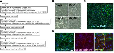 Compact automated culture machine for human induced pluripotent stem cell maintenance and differentiation